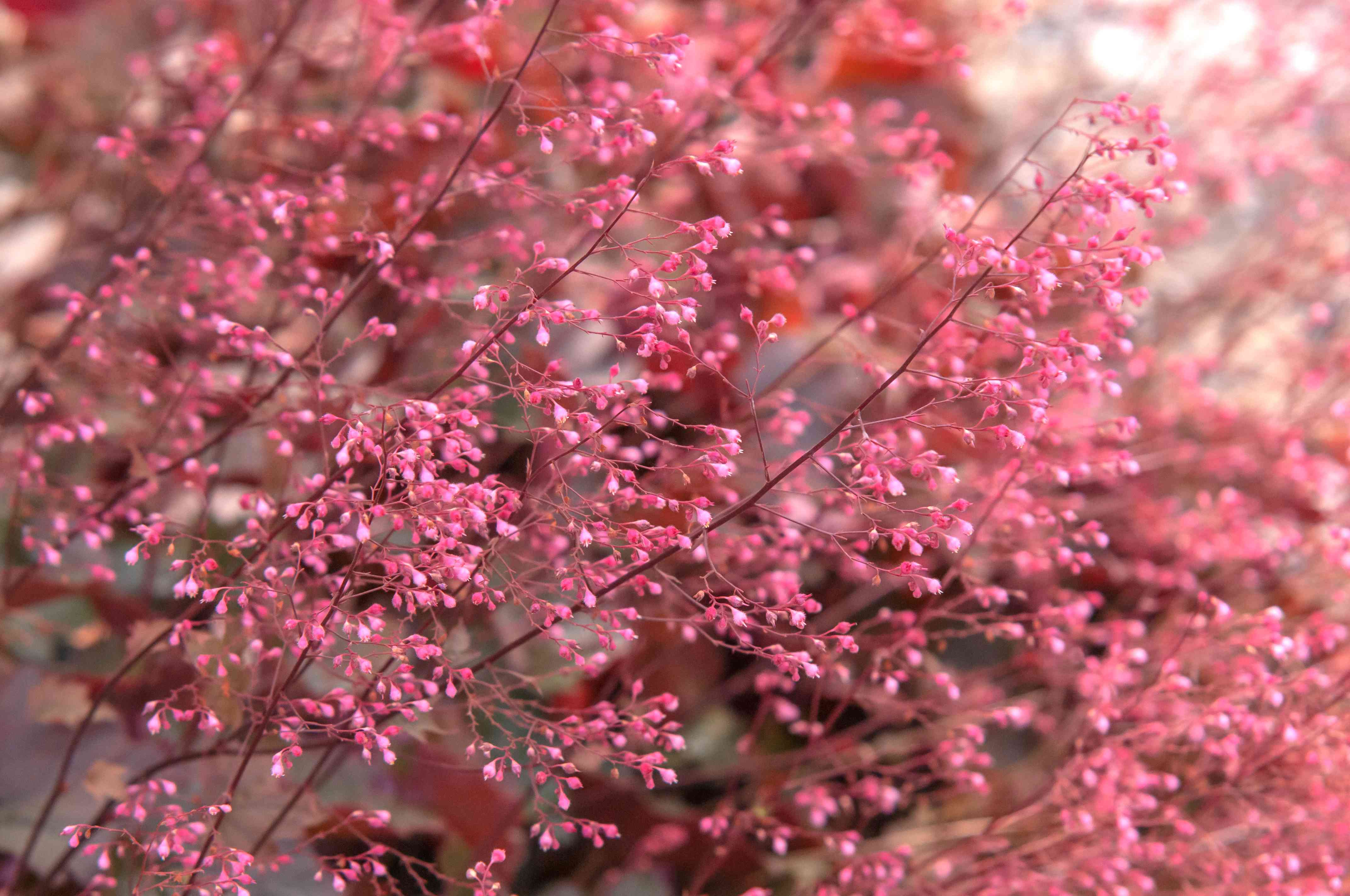 How to Grow and Care for Coral Bells