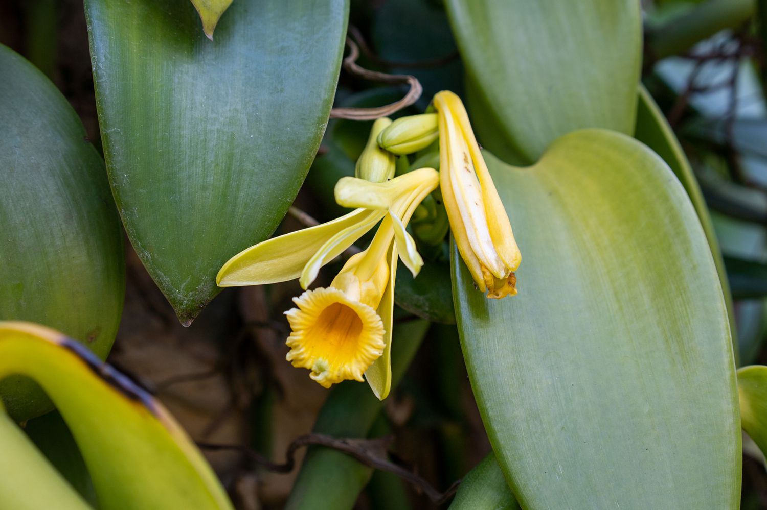 How to Grow and Care for Vanilla Bean Orchid