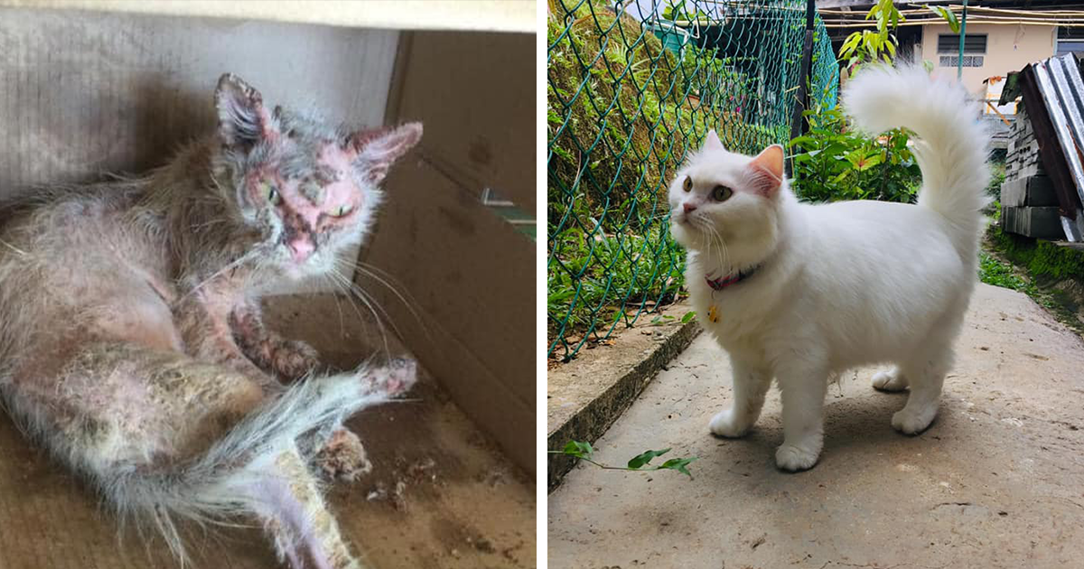 Woman Saved A Wounded Kitten From The Streets