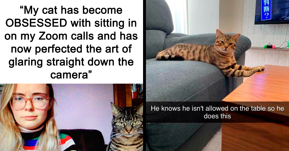 &ldquo;Meow Incorporated&rdquo;: 50 Perfectly Accurate Memes That Capture What It&rsquo;s Like Living With Cats