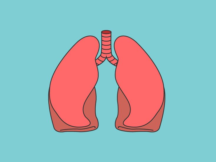Sinus Cavities & Sinuses Diagram & Function