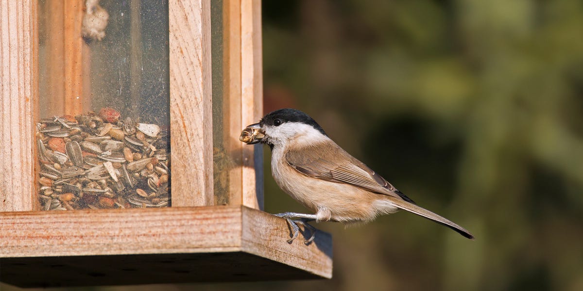 Bird Feeders For Your Backyard