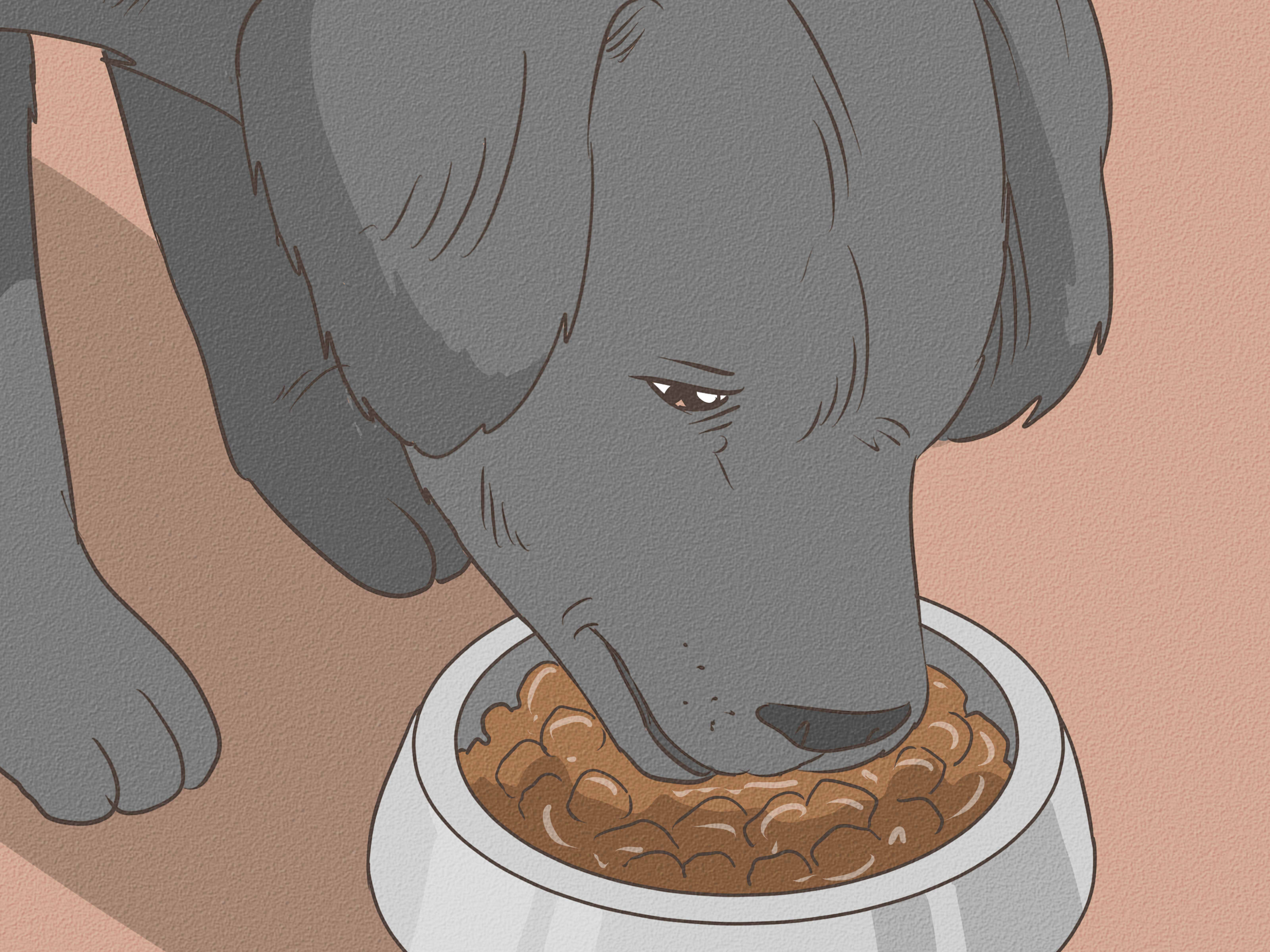How to Know if a Pregnant Dog Has Reabsorbed the Fetus: 7 Steps