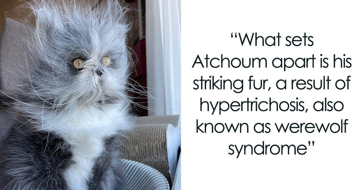 Fluffiest Of Them All: This Werewolf Cat Is Winning Hearts Worldwide