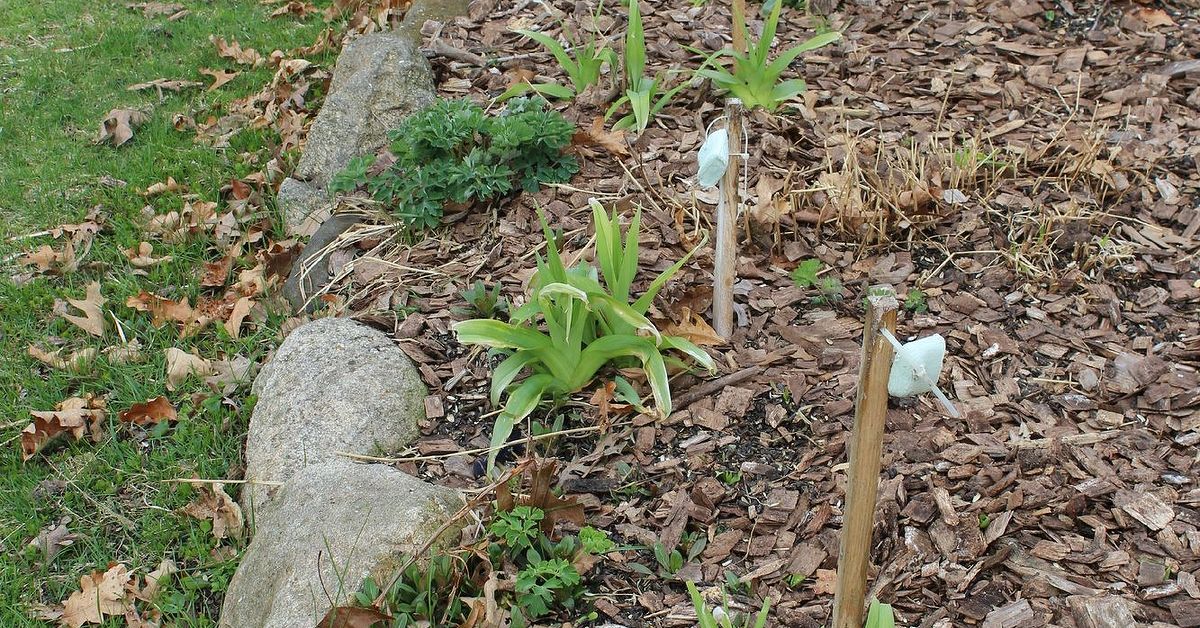 Repelling Deer Using Irish Spring Soap – A Test