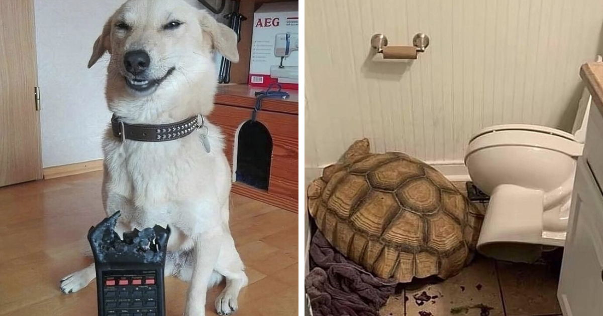 50 Hilarious Animals Who Lost The Plot And Got Caught Going “Goblin Mode”